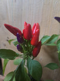 Chili "Aurora"