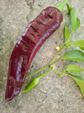 Paprika "Chocolate Banana"
