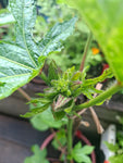 Aibika "Abelmoschus manihot"