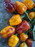 Chili "Pimenta Puma" Schärfe 9-10