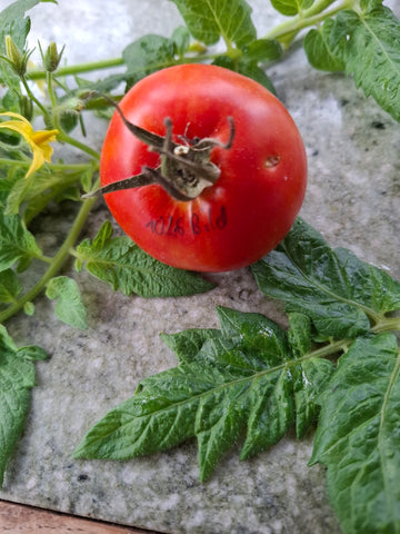 -1026-"Iri Gustavtal Kimizi Dilimiv"