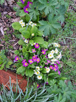 Gartenprimel, Bunte