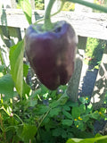 Paprika "Violett Mist"