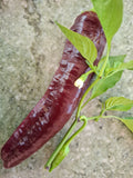 Paprika "Chocolate Banana"