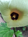 Aibika "Abelmoschus manihot"