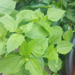 Franzosenkraut/Knopfkraut Galinsago parviflora