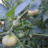 Tomatillo Weiß "Amaryllis"
