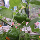 Chili "Scotch Bonnet Giallo"