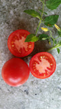 Extra starke und große Tomatenpflanzen in Demeterqualität