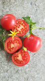 Extra starke und große Tomatenpflanzen in Demeterqualität