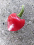 Chili "Ballito"