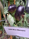 -1220- "Blue Marzano"