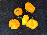 Chili "Scotch Bonnet Giallo"