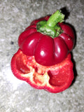 Paprika "Paradeisfruchtig"" (Liebesapfel)