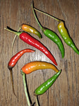 Chili "Pelita Tabasco"