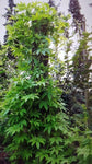 Inkagurke, Cyclanthera petata, Samen 6Korn
