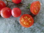 -0212- „Tomatito de Jalapa“