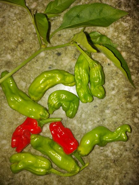 Bratpaprika – michestomatenvielfalt.com