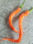 Chili "Bulgarian Carrot"