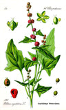Erdbeerspinat  "Blitum capitatum"