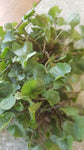 Knoblauchrauke, "Alliaria petiolata"