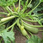 Zucchini „Alberello“ 5-6 Samen